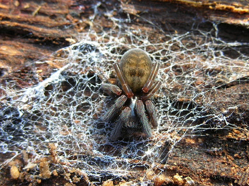 Amaurobius sp.